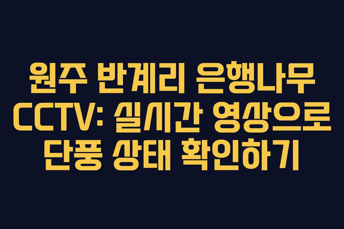 원주 반계리 은행나무 CCTV: 실시간 영상으로 단풍 상태 확인하기