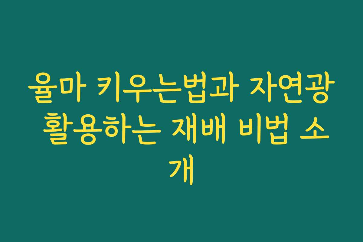 율마 키우는법과 자연광 활용하는 재배 비법 소개