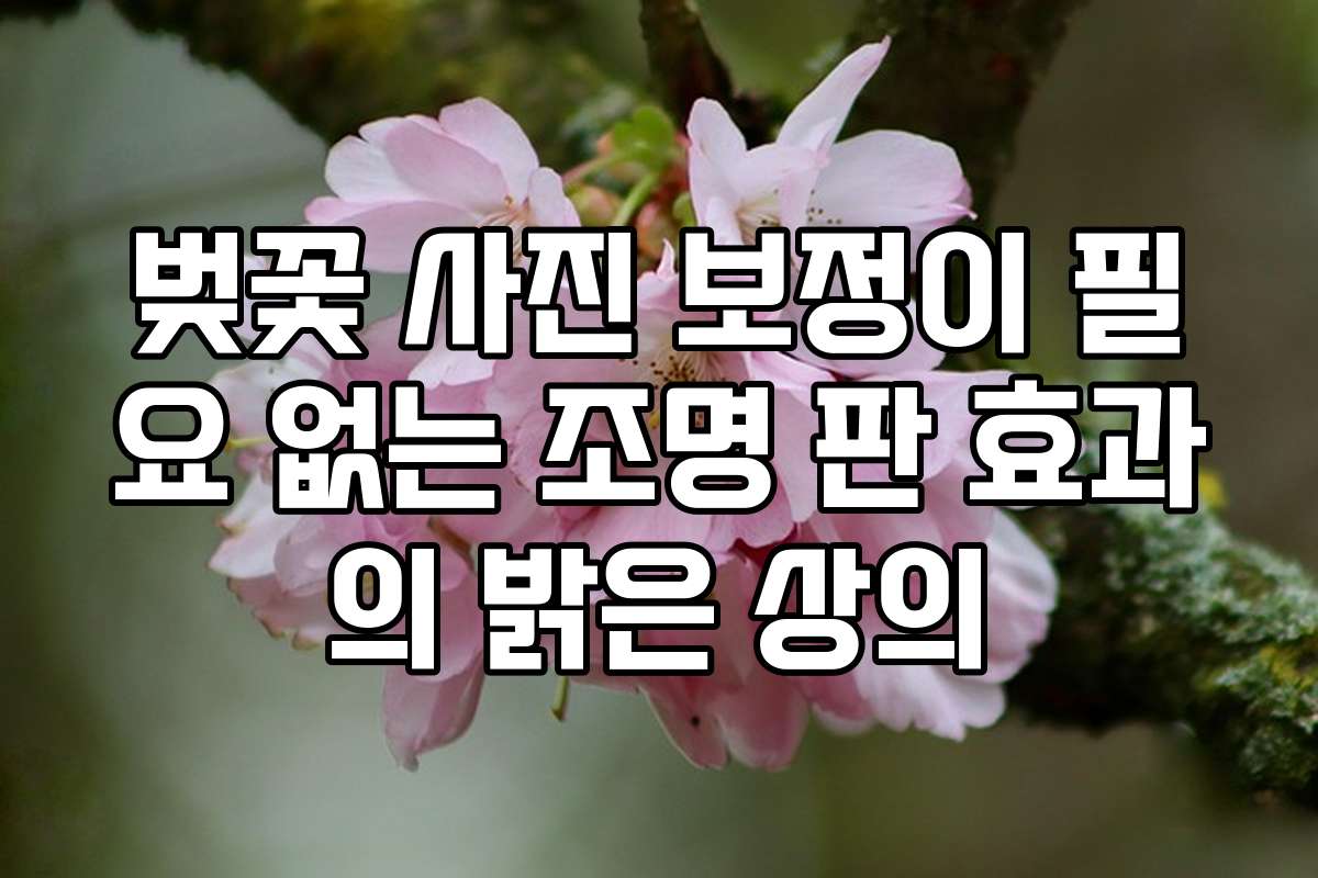 벚꽃 사진 보정이 필요 없는 조명 판 효과의 밝은 상의