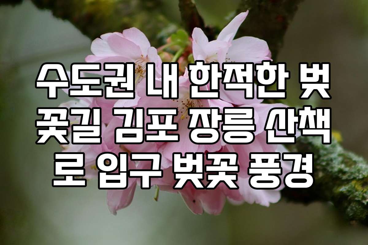 수도권 내 한적한 벚꽃길 김포 장릉 산책로 입구 벚꽃 풍경