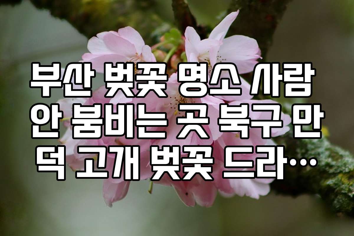 부산 벚꽃 명소 사람 안 붐비는 곳 북구 만덕 고개 벚꽃 드라이브