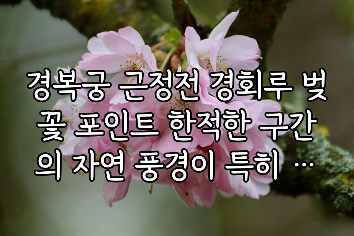 경복궁 근정전 경회루 벚꽃 포인트 한적한 구간의 자연 풍경이 특히 아름다운 시기