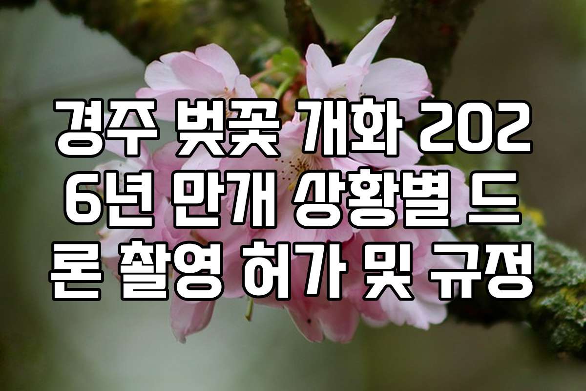 경주 벚꽃 개화 2026년 만개 상황별 드론 촬영 허가 및 규정