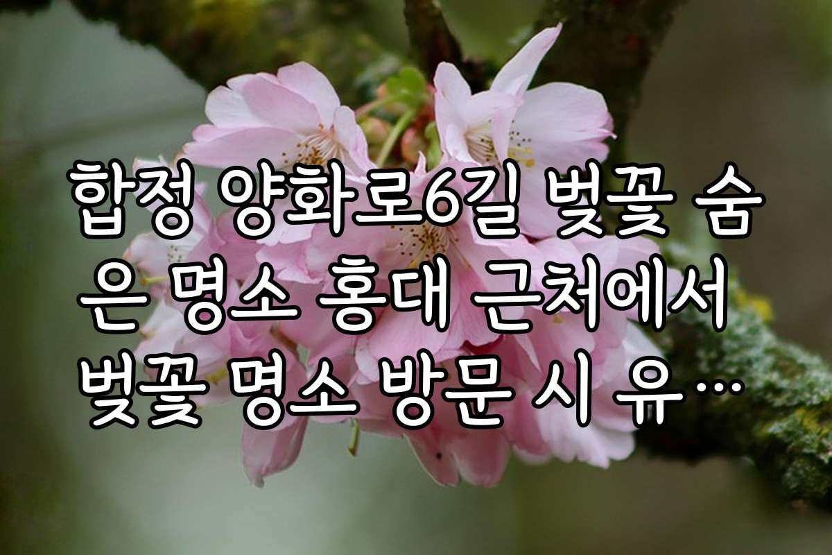 합정 양화로6길 벚꽃 숨은 명소 홍대 근처에서 벚꽃 명소 방문 시 유의사항 소개