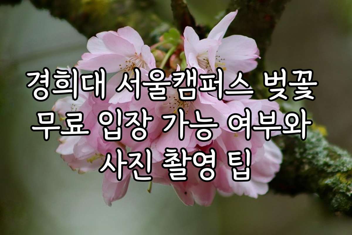 경희대 서울캠퍼스 벚꽃 무료 입장 가능 여부와 사진 촬영 팁