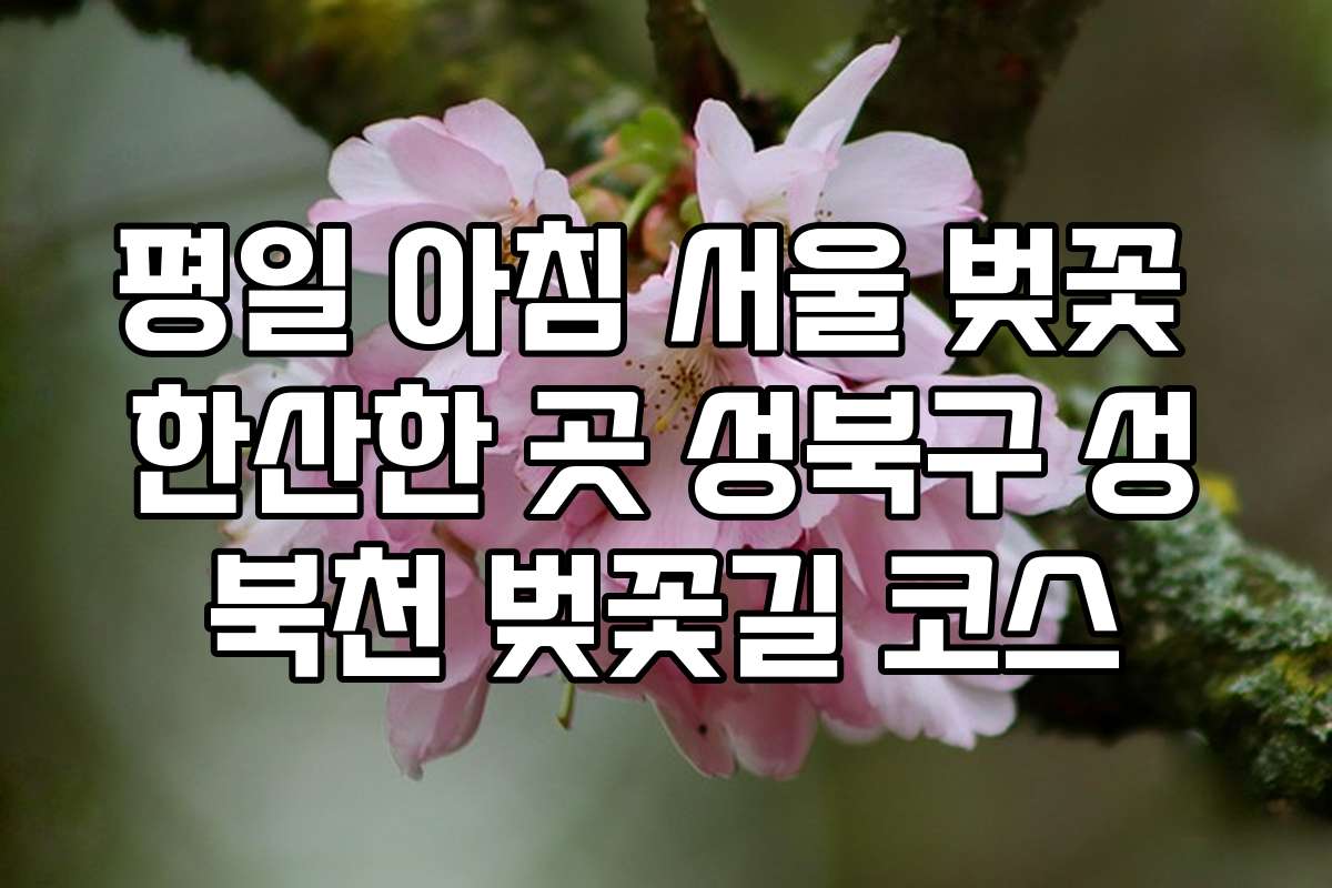 평일 아침 서울 벚꽃 한산한 곳 성북구 성북천 벚꽃길 코스
