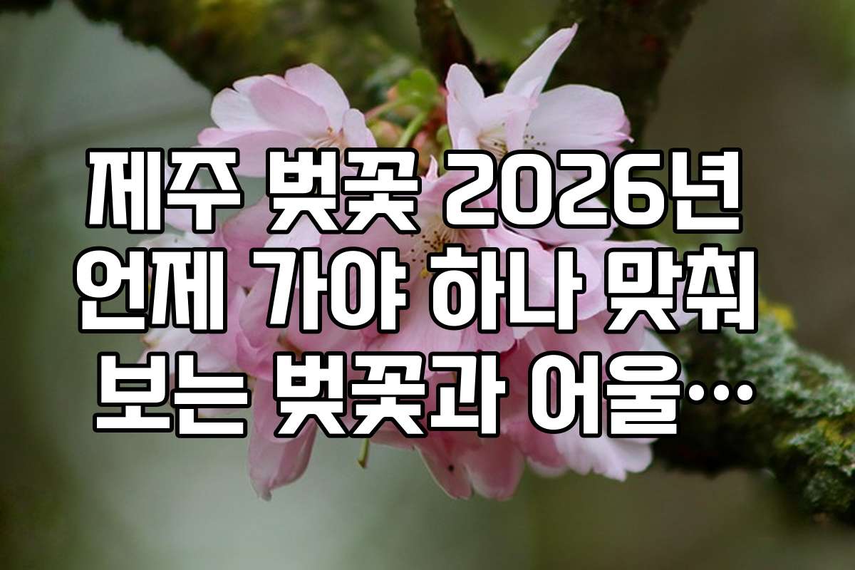 제주 벚꽃 2026년 언제 가야 하나 맞춰 보는 벚꽃과 어울리는 의상